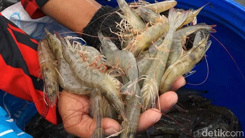 BUBK Kebumen: Model Budidaya Udang Berkelanjutan yang Tingkatkan Kesejahteraan Masyarakat