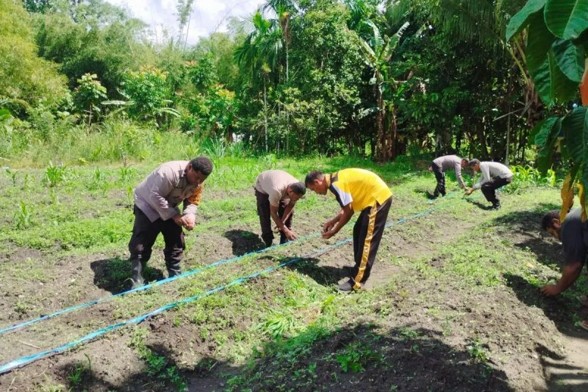 Polsek Sentani Timur Dukung Ketahanan Pangan dengan Penanaman Jagung