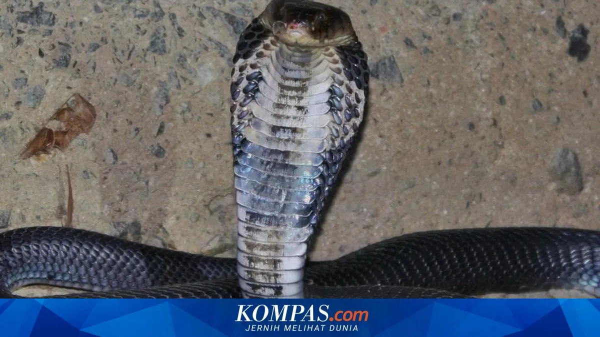 Evakuasi Ular Kobra di Jembrana: Warga Dikejutkan Suara Mendesis dari Sofa