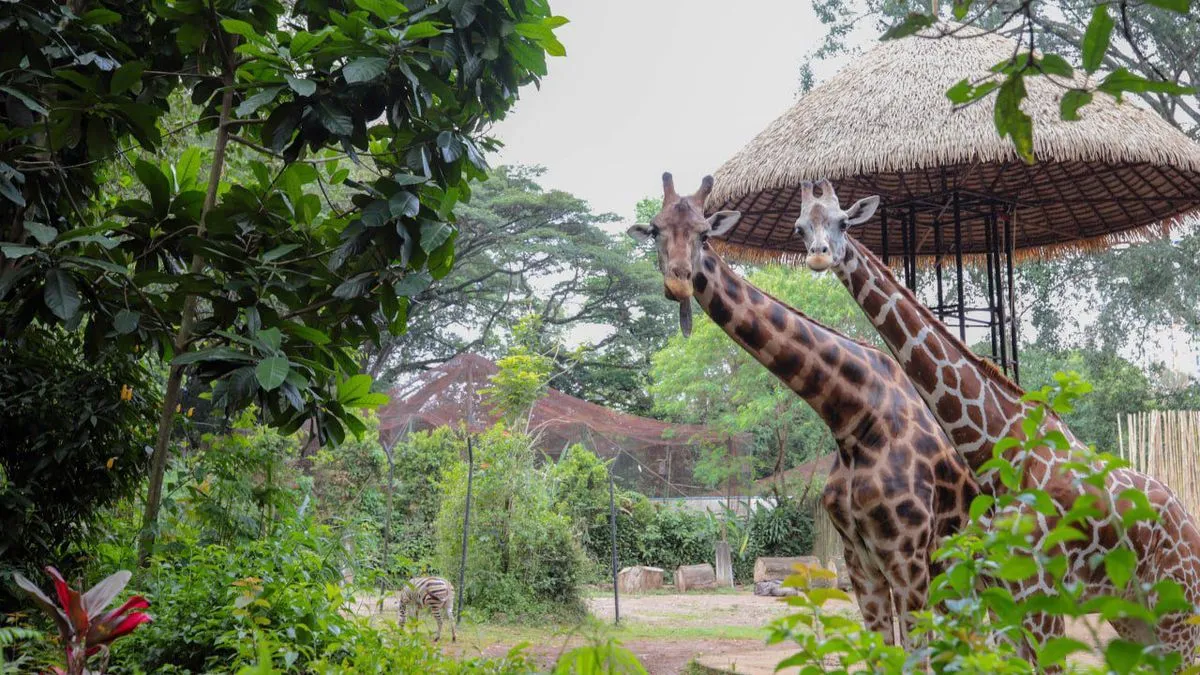 Pemkot Bandung Fokus Selamatkan Lahan dan Kawasan Lindung Kebun Binatang