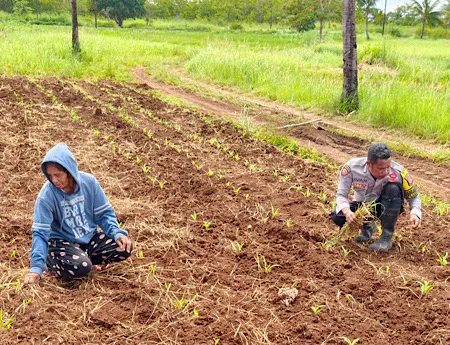 Bhabinkamtibmas Dukung Ketahanan Pangan dengan Perawatan Jagung Hibrida