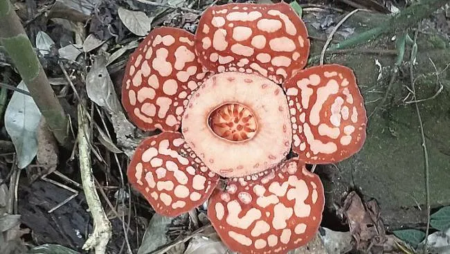 Penemuan Rafflesia Hasseltii di Sambas: Jejak Penemuan dan Temuan Terbaru