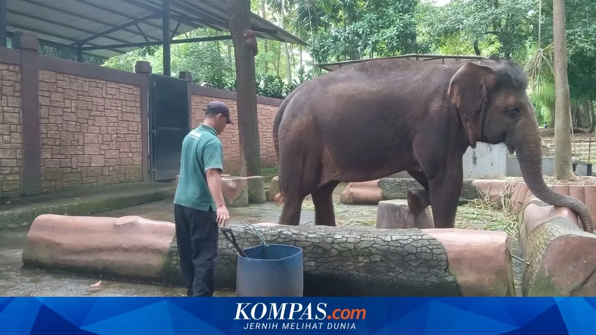 Kementerian Kehutanan Cabut Izin Pengelolaan Bandung Zoo untuk Lindungi Satwa