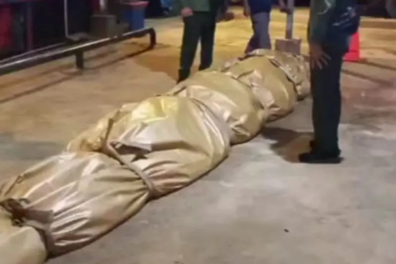 Bangkai Buaya Raksasa di Riau Simpan Beragam Sampah Berbahaya di Perutnya