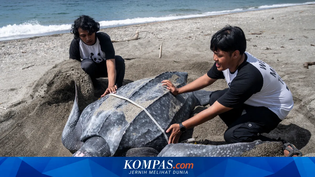 Penyu Belimbing Terjebak Jaring Nelayan, Malah Jadi Santapan Warga Mentawai