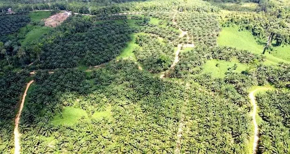 Kesenjangan Penguasaan Lahan Sawit di Kutai Barat: Perusahaan Kuasai 93%, Petani Hanya 7%