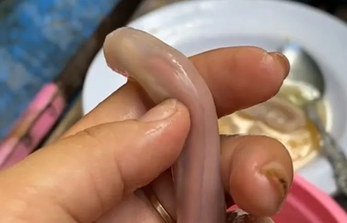 Menggali Manfaat Cacing Kayu Tembiluk, Makanan Khas Suku Dayak yang Viral di Media Sosial