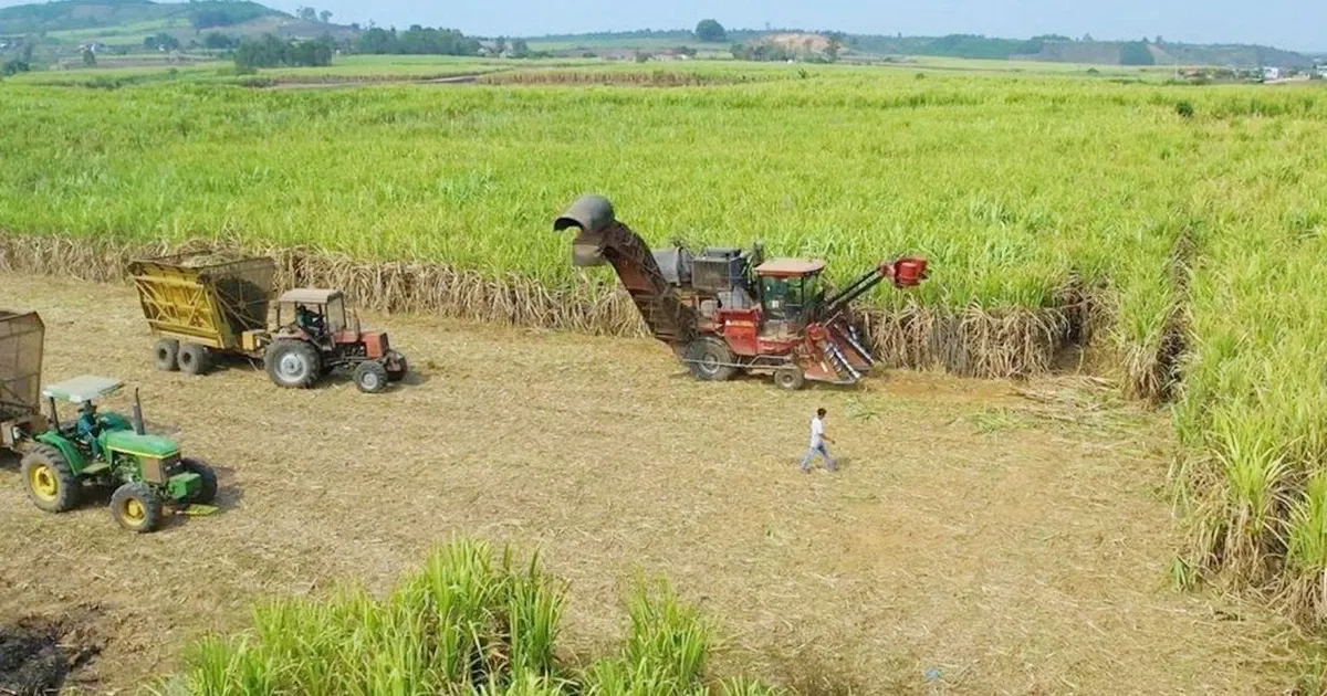Transformasi Ekonomi Masyarakat Gia Lai Melalui Budidaya Tebu