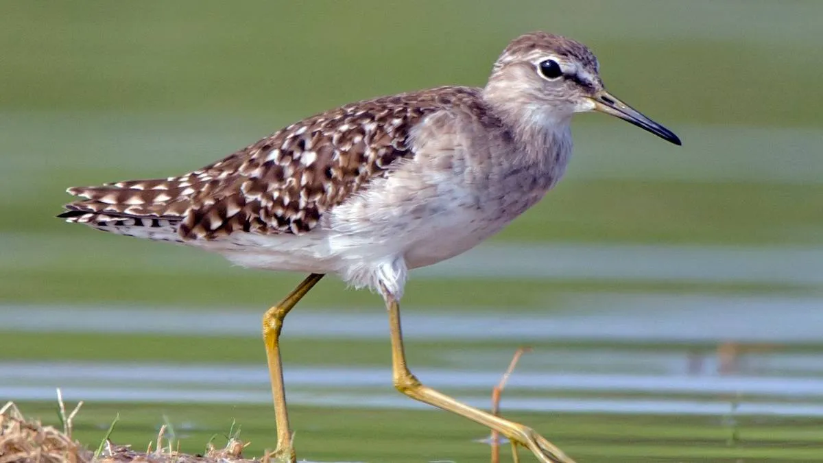 Ribuan Burung Migran Singgah di Tulungagung Selama Musim Dingin