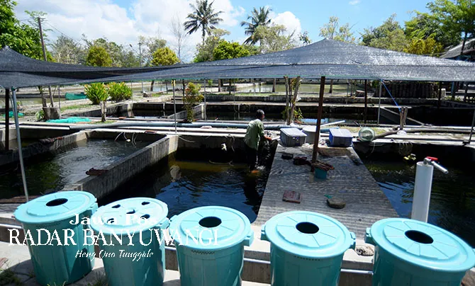 Pengembangan Budi Daya Ikan Air Tawar di Banyuwangi: Luasan Kolam Capai 170 Hektare