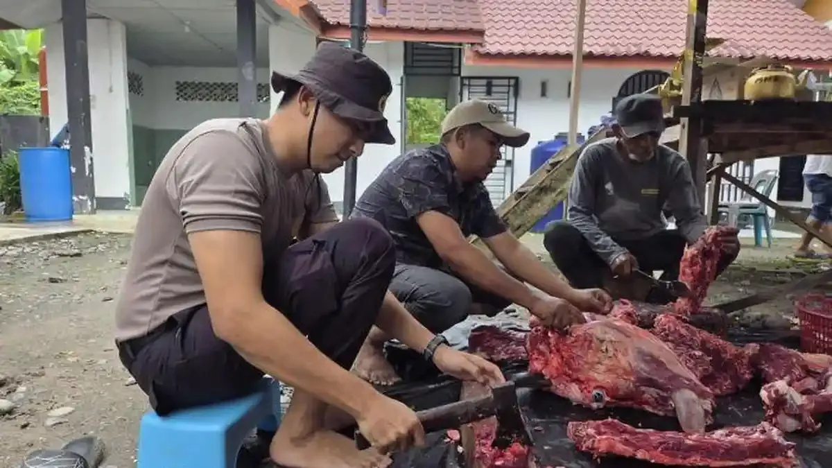Mahasiswa PTIK Salurkan Sembilan Sapi dan Bantuan untuk Pengungsi Banjir di Bireuen