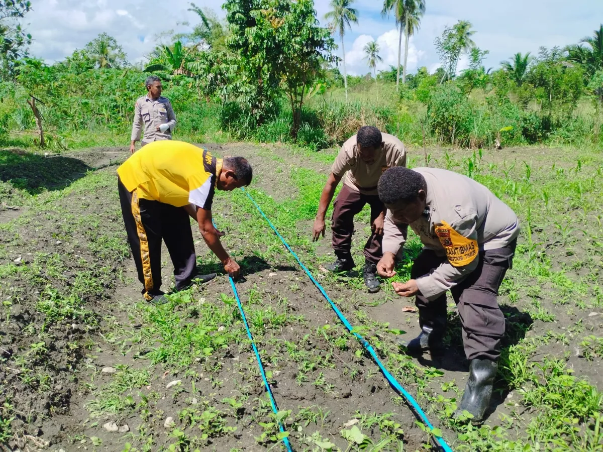 Polsek Sentani Timur Laksanakan Penanaman Jagung Manis Dukung Ketahanan Pangan
