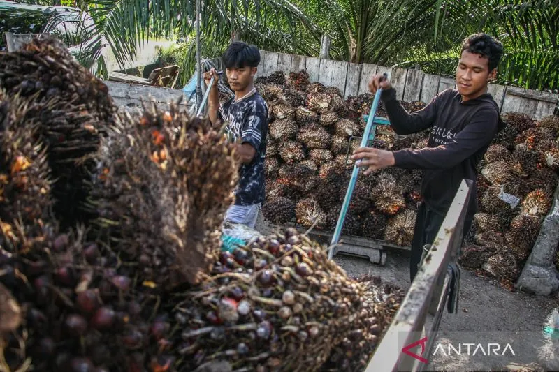 Petani Sawit Minta Presiden Prabowo Atur Ulang Tata Kelola Kehutanan