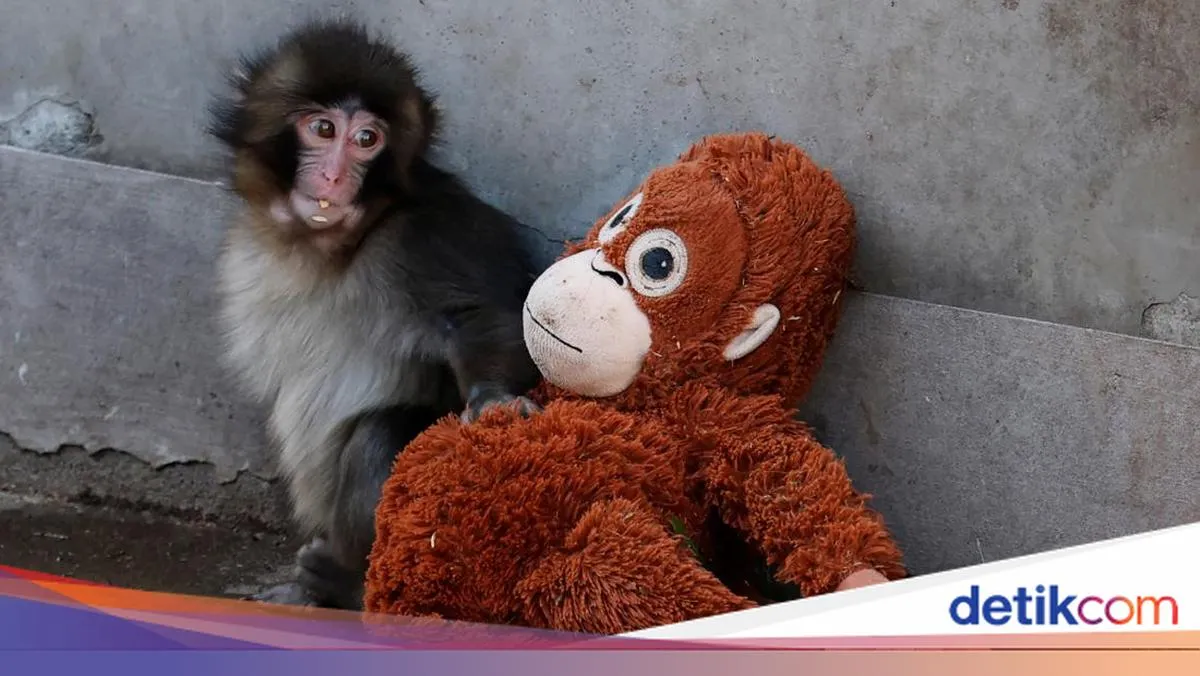 Kisah Punch: Cermin Ketidakadilan dalam Kehidupan Manusia