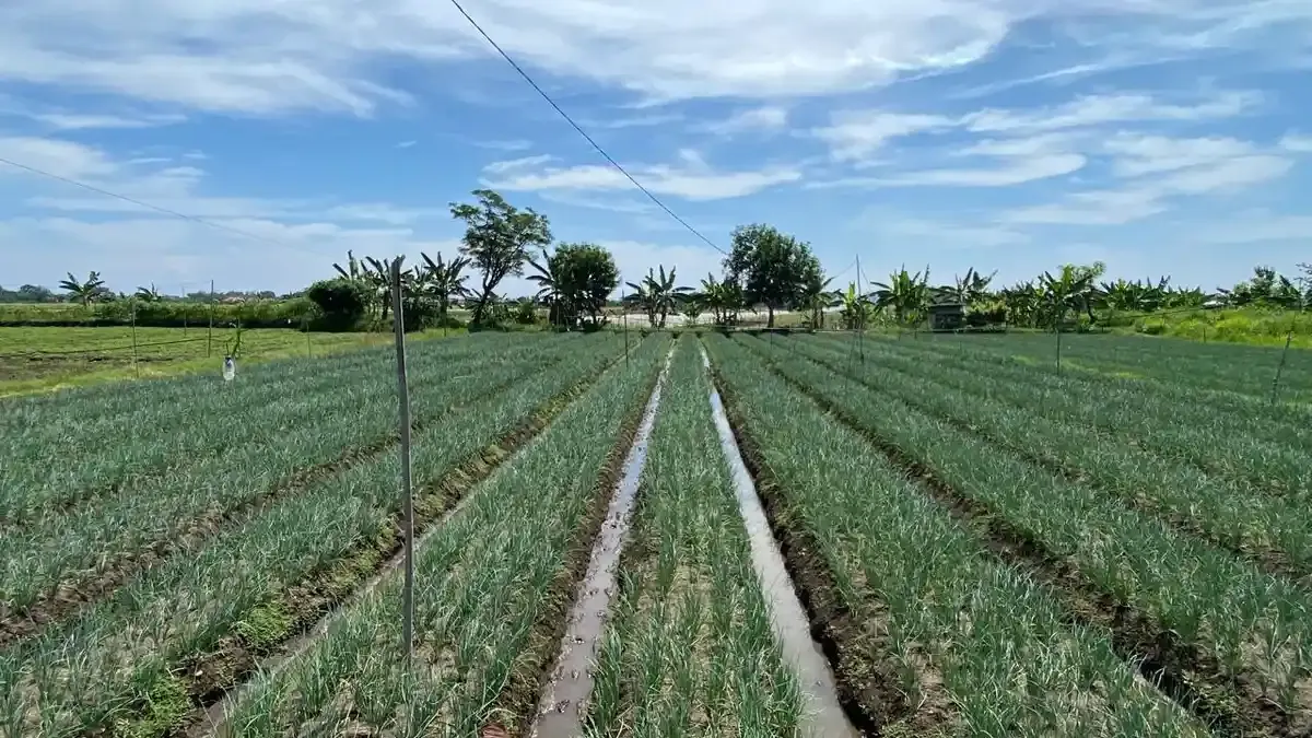 Nganjuk Siap Penuhi Kebutuhan Bawang Merah Menjelang Idul Adha