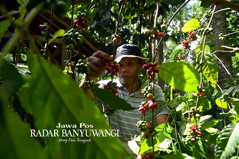 Kelurahan Gombengsari di Banyuwangi Menjadi Sentra Pertanian Kopi, Setiap Keluarga Miliki Pohon Kopi