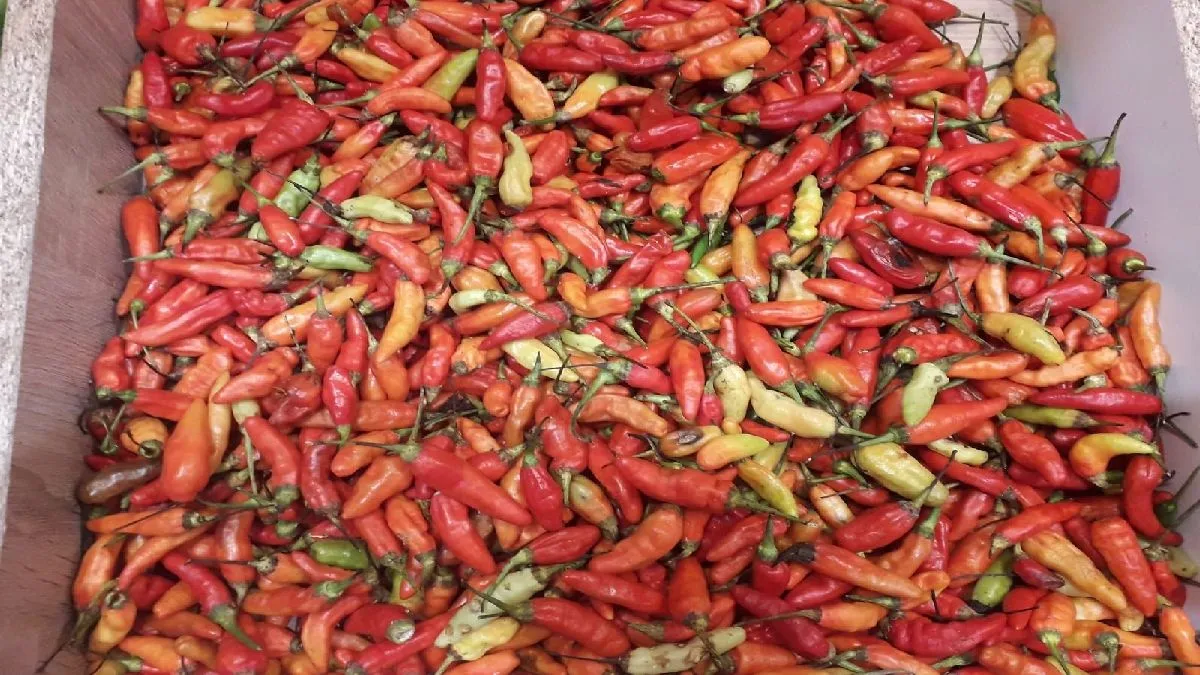 Kenaikan Harga Cabai Rawit Merah Capai Rekor Baru di Sumedang