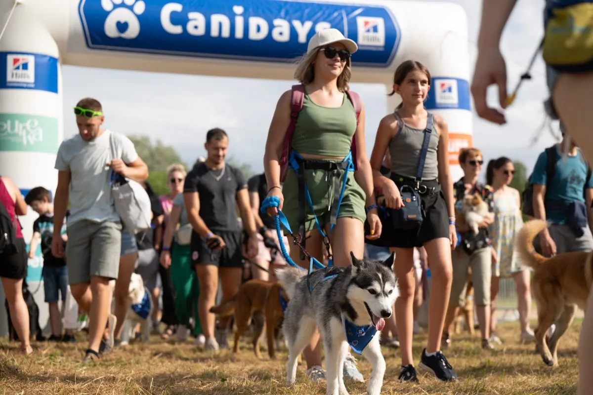 Festival Canidays: Rayakan Kebersamaan Anjing dan Pemilik di Yvelines