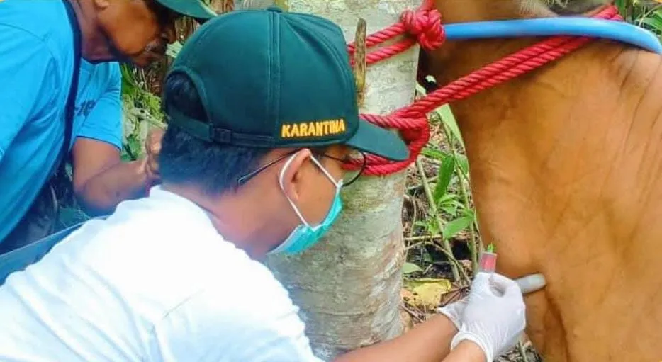 Karantina Papua Tengah Lakukan Deteksi Dini BVD dan Brucellosis di Mimika
