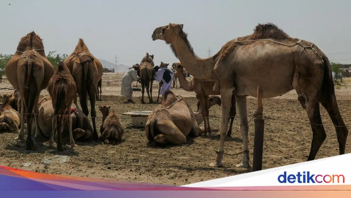 Unta di Arab Saudi Kini Memiliki Paspor Resmi