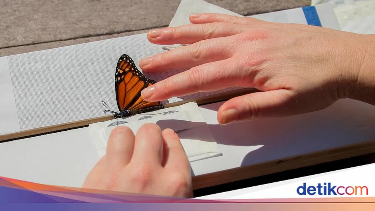 Inovasi Teknologi untuk Melacak Perjalanan Kupu-Kupu Monarch