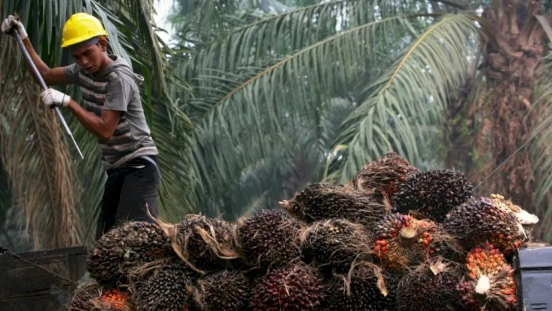 Penggunaan Dana Bagi Hasil Perkebunan Sawit Perluas Fokus pada Kesejahteraan Pekerja