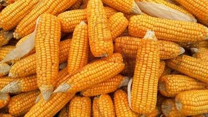 Literasi Bioteknologi: Membangun Nalar Kritis Siswa Terhadap Isu Pangan