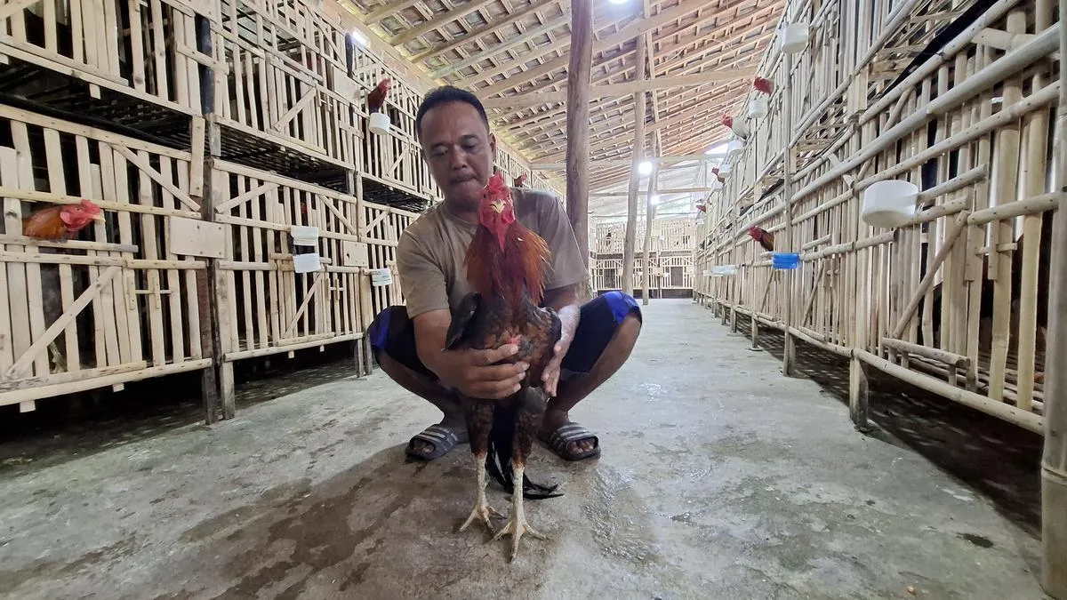 Kepala Desa Lampung Sukses Beternak Ayam Pakoy Berbasis Hobi
