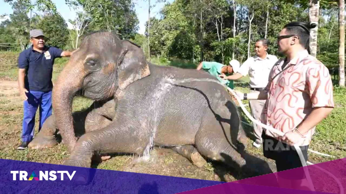 Safari Lagoi Bintan: Wisata Interaktif dan Konservasi Satwa