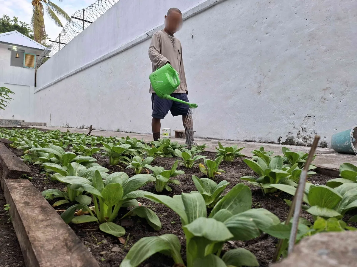 Lapas Saparua Optimalkan Lahan dengan Perawatan Tanaman Pakcoy