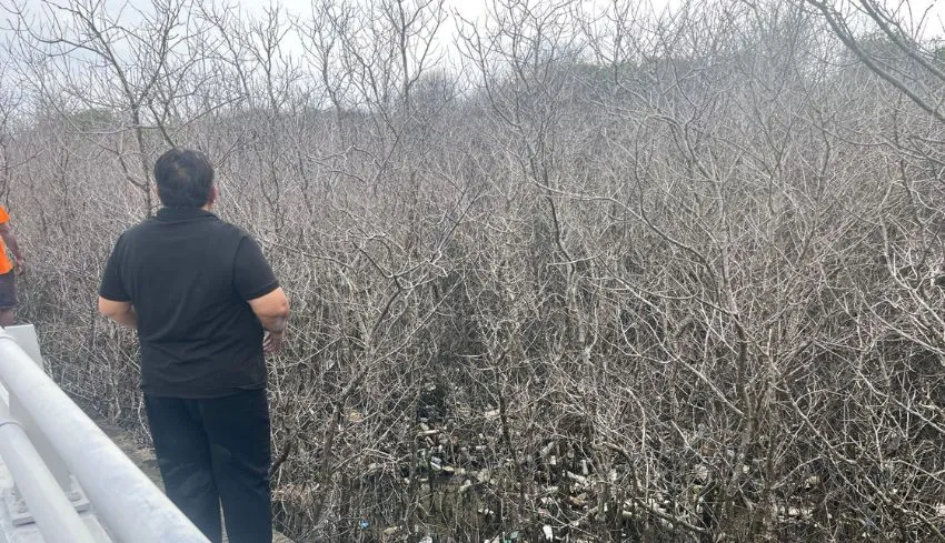 RAN Desak Penegakan Hukum atas Dugaan Pencemaran Mangrove di Tahura Ngurah Rai