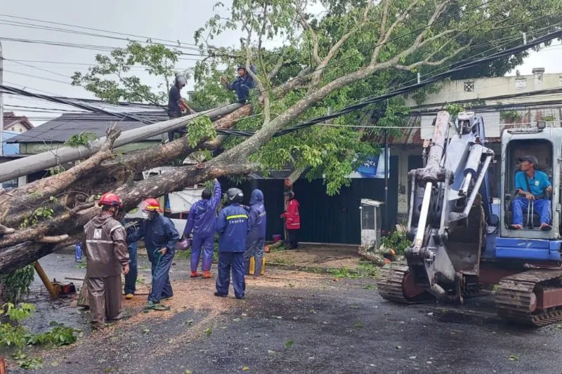 BPBD Bantul Libatkan Relawan Atasi Rumah Rusak Akibat Pohon Tumbang