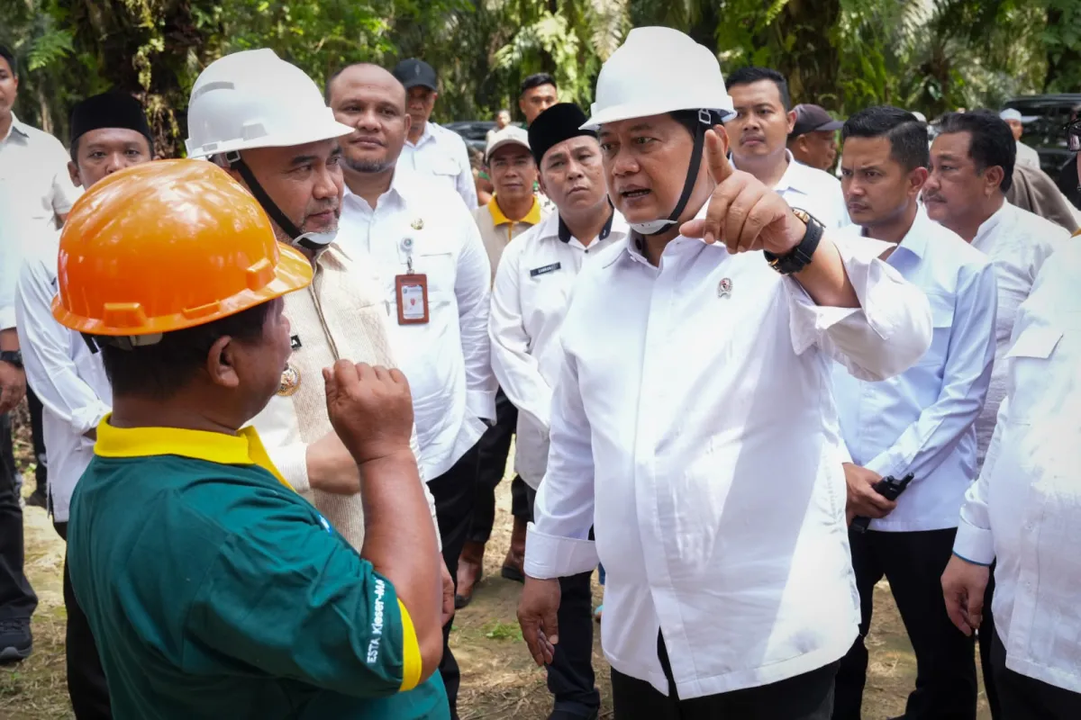 Peremajaan Sawit di Bungo: Transmigran Siap Menghadapi Tantangan Baru