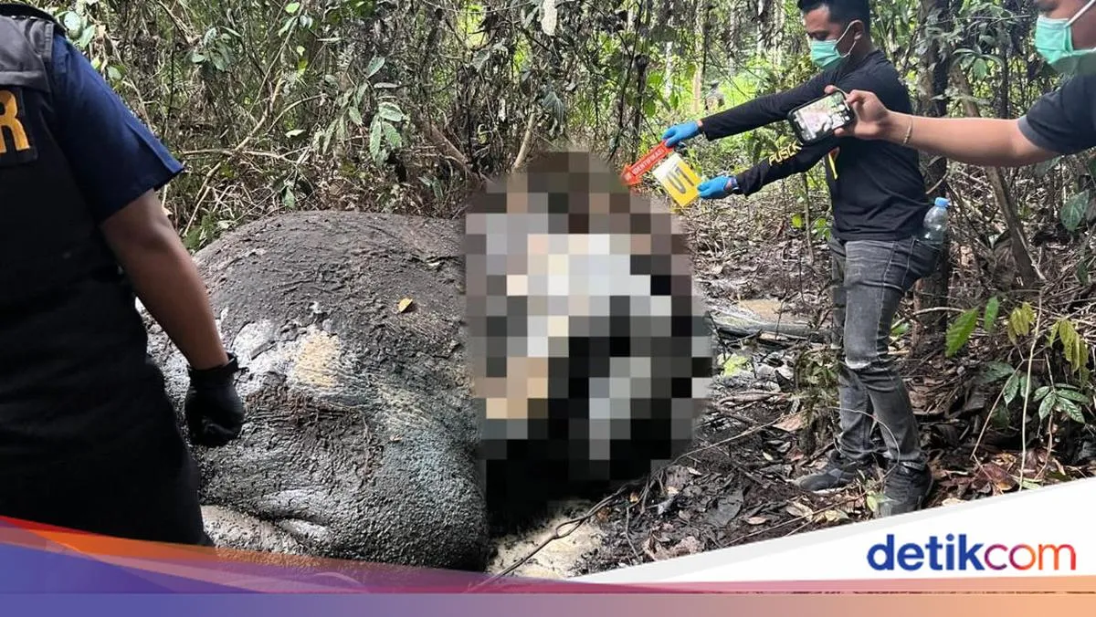 Penyelidikan Kematian Gajah Tanpa Kepala di Pelalawan Terus Berlanjut, 40 Saksi Diperiksa