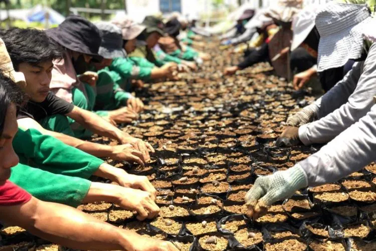 Industri Sawit: Solusi Pengangguran di Pedesaan