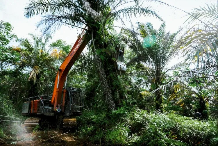 Gula Merah Sawit: Solusi Pemanis Alami yang Berkelanjutan dari Peremajaan Kelapa Sawit