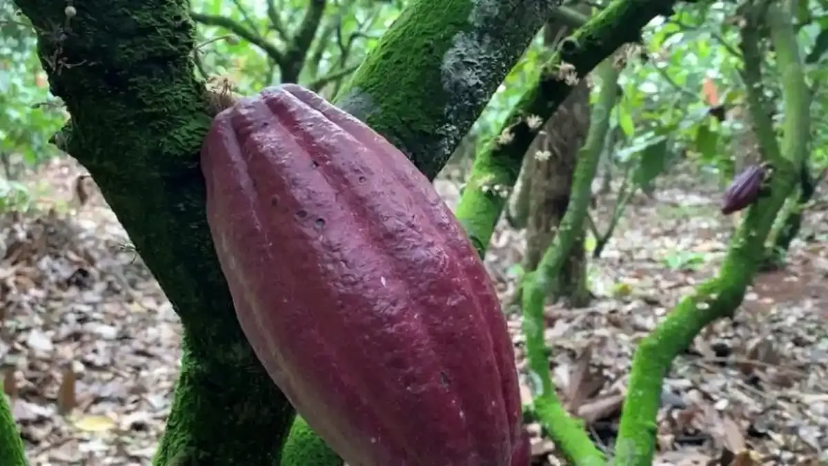 Pringsewu Dorong Peremajaan Tanaman Kakao untuk Tingkatkan Produktivitas