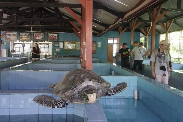 TCEC Serangan Rawat Tiga Spesies Penyu Migrasi di Bali