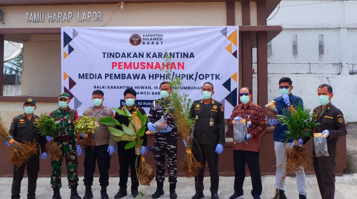 Karantina Sulbar Musnahkan 1.104 Komoditas Ilegal untuk Cegah Penyebaran Hama