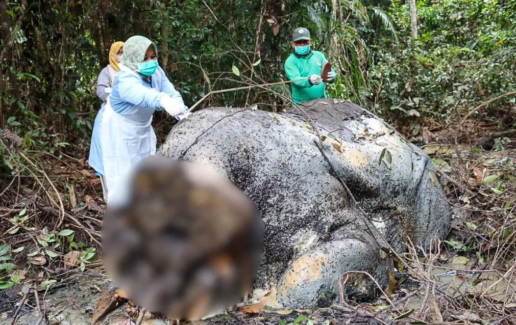 Polda Riau Selidiki Perdagangan Gading Usai Kasus Gajah Mati di Pelalawan