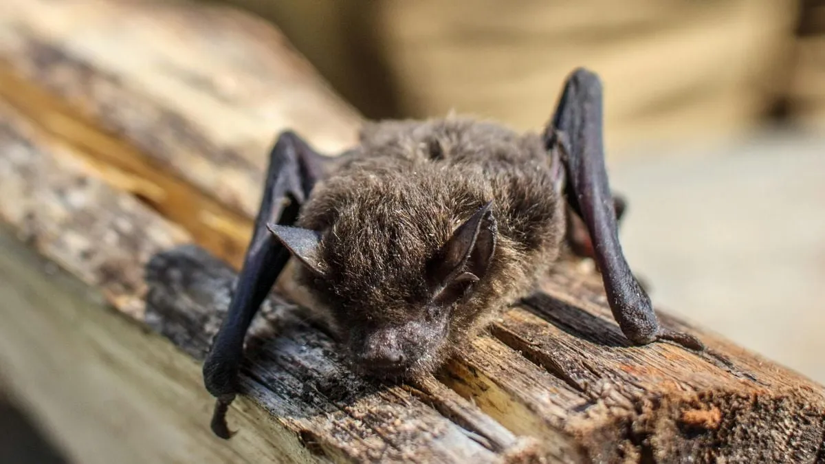 Antisipasi Virus Nipah melalui Pemantauan Migrasi Kelelawar dan Burung