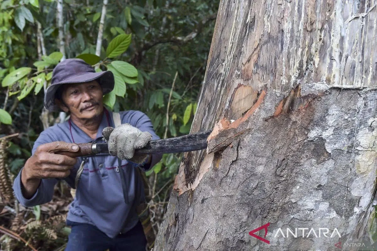 Perhutanan Sosial: Kunci Kelestarian Hutan dan Kesejahteraan Masyarakat