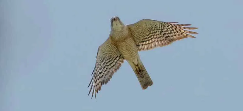 Ribuan Burung Raptor Migrasi ke NTB untuk Menghindari Musim Dingin