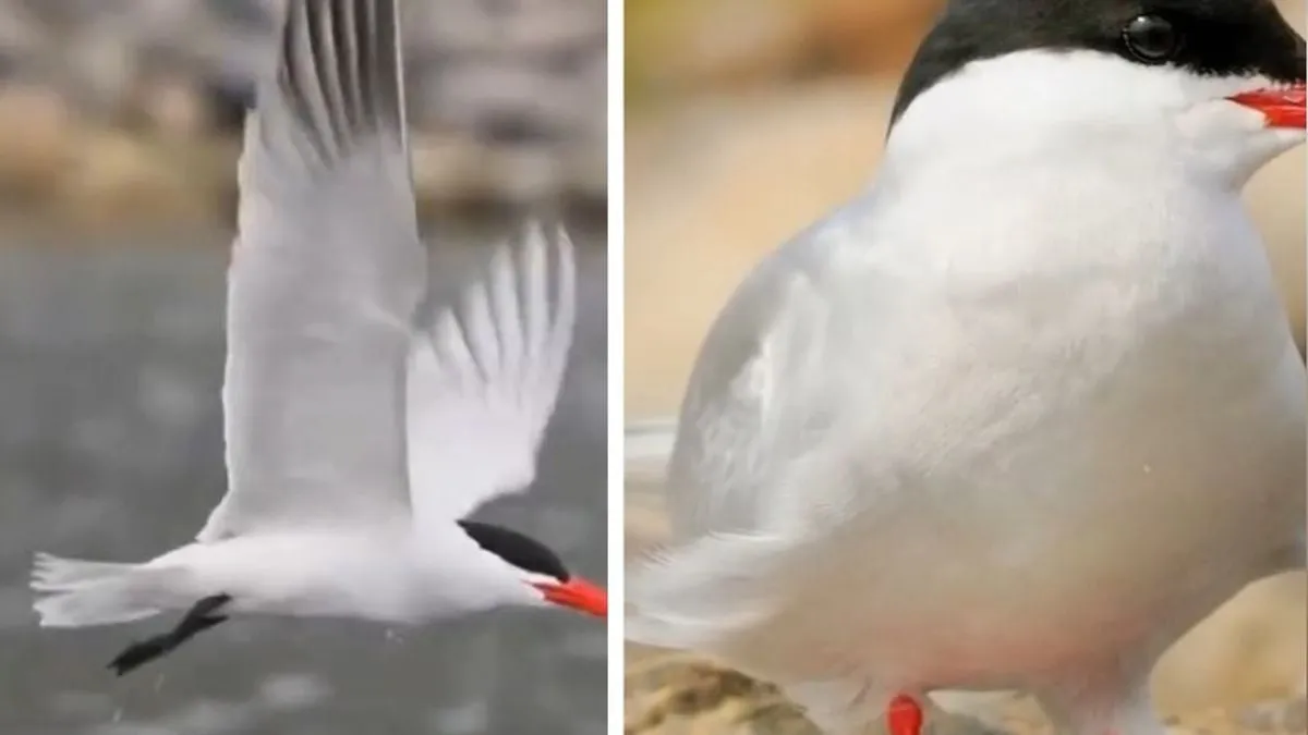 Arctic Tern: Burung Laut dengan Rekor Migrasi Terjauh di Dunia