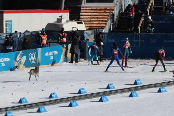Anjing Serigala Mengguncang Lomba Ski di Olimpiade Musim Dingin Italia