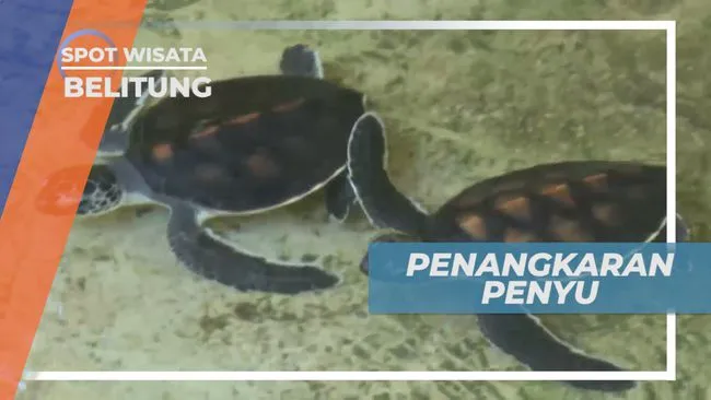 Sentra Konservasi Penyu di Pulau Kepayang, Belitung: Menjaga Keberlangsungan Hayati