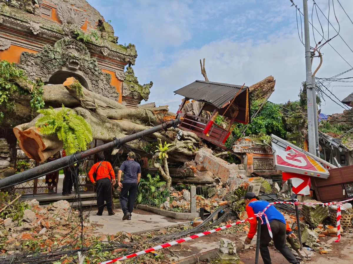 Upacara Mecaru Digelar Setelah Tumbangnya Pohon Beringin Tua di Puri Ubud
