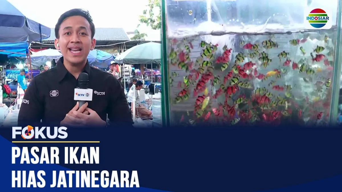 Pasar Subuh Jatinegara: Sumber Ikan Hias dan Perlengkapan Akuarium