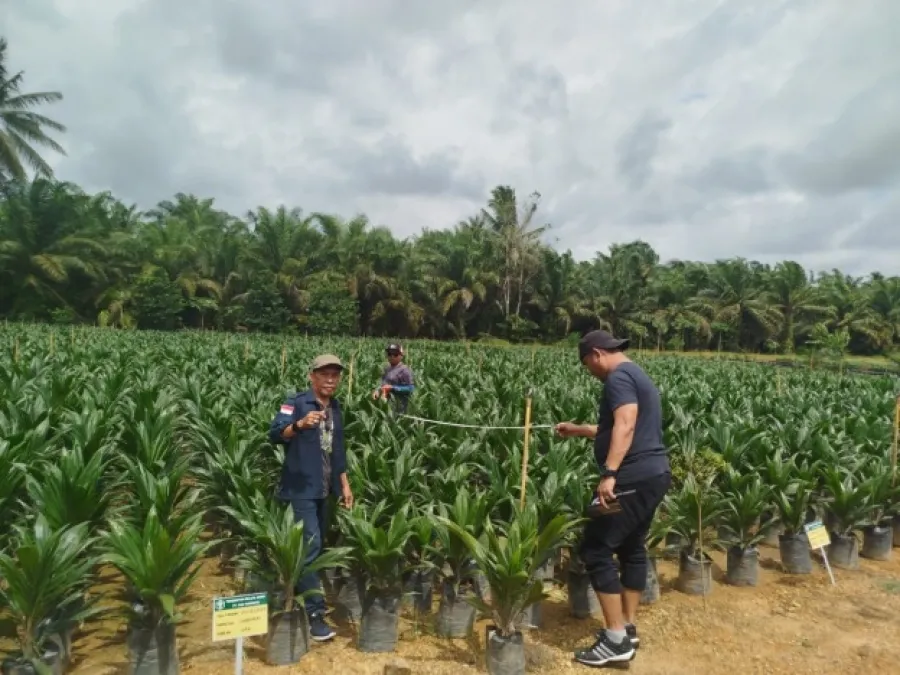 Sertifikasi Benih Kelapa Sawit di Sulawesi Barat: Upaya Meningkatkan Produktivitas Perkebunan