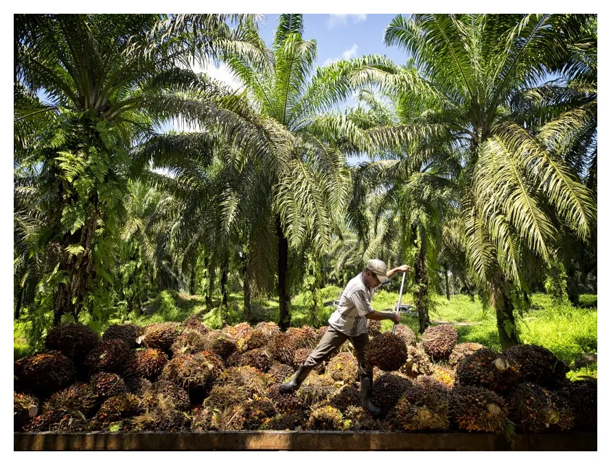 Rekrutmen Wilmar International: Peluang Karir di Sektor Perkebunan dan Pabrik Sawit Awal 2026